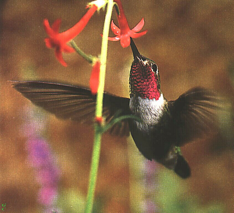 [GrayCreek Hummingbirds] Male Broad-tailed Hummingbird (Selasphorus platycercus); DISPLAY FULL IMAGE.