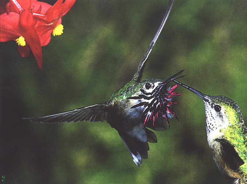 [GrayCreek Hummingbirds] Calliope Hummingbird pair (Stellula calliope); DISPLAY FULL IMAGE.