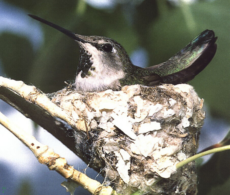[GrayCreek Hummingbirds] Anna's Hummingbird female (Calypte anna); DISPLAY FULL IMAGE.