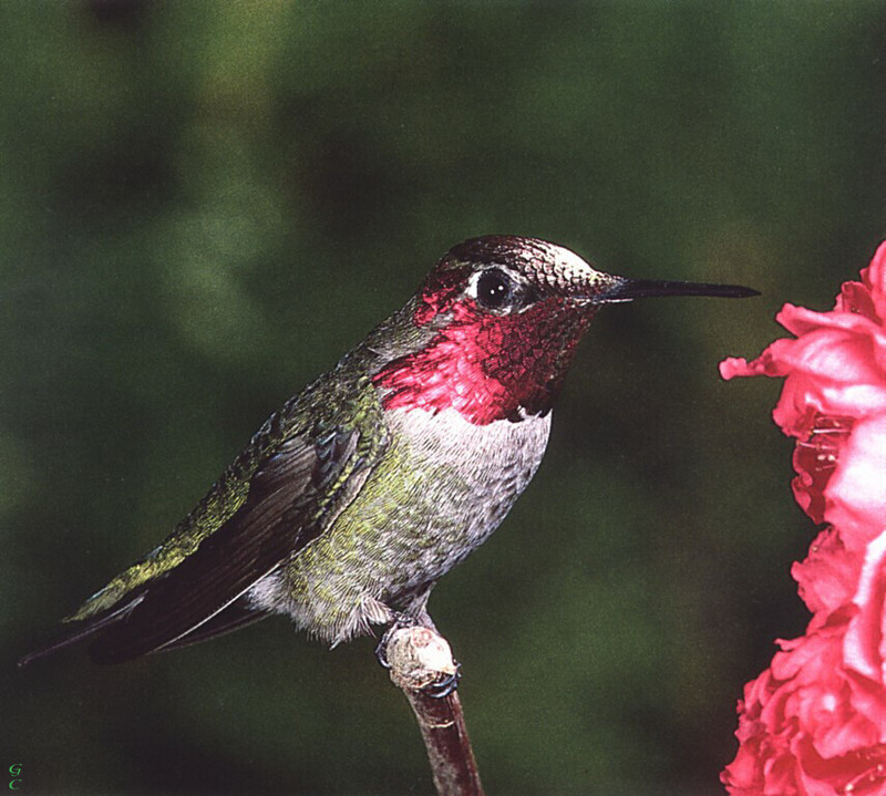 [GrayCreek Hummingbirds] Anna's Hummingbird male (Calypte anna); DISPLAY FULL IMAGE.