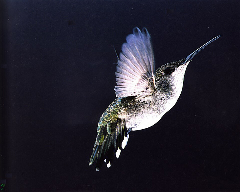 [GrayCreek Hummingbirds] Black-chinned Hummingbird female (Archilochus alexandri); DISPLAY FULL IMAGE.