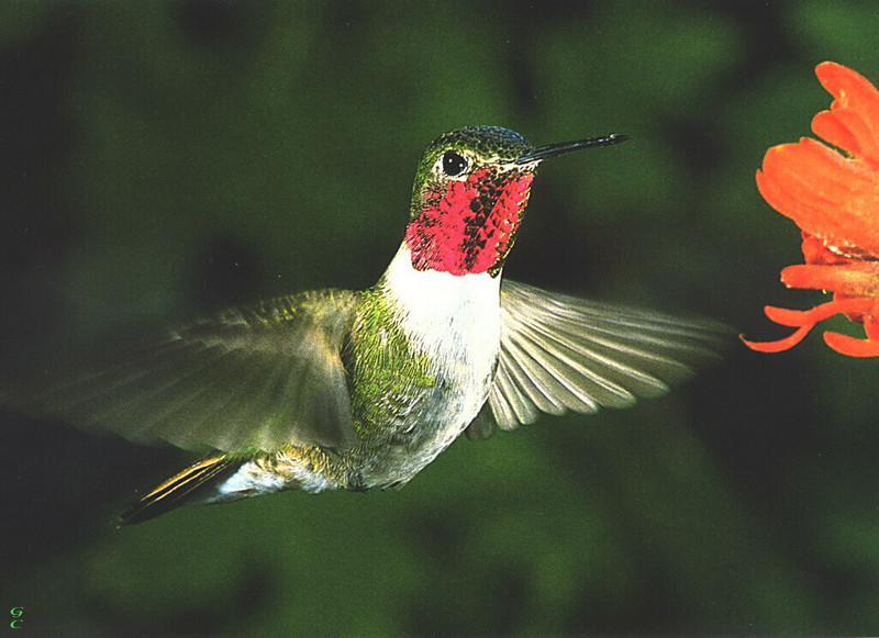 [GrayCreek Hummingbirds] broad-tailed hummingbird (Selasphorus platycercus) male; DISPLAY FULL IMAGE.