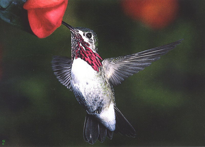[GrayCreek Hummingbirds] Calliope Hummingbird male (Stellula calliope); DISPLAY FULL IMAGE.