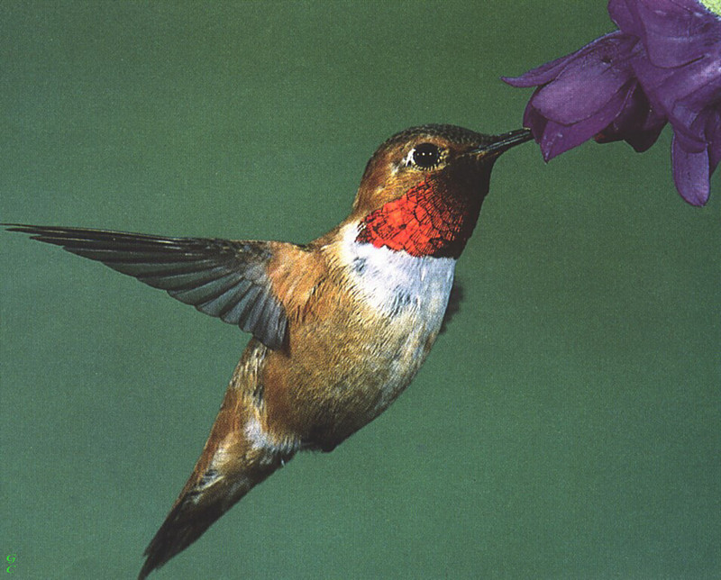 [GrayCreek Hummingbirds] Rufous Hummingbird male (Selasphorus rufus); DISPLAY FULL IMAGE.