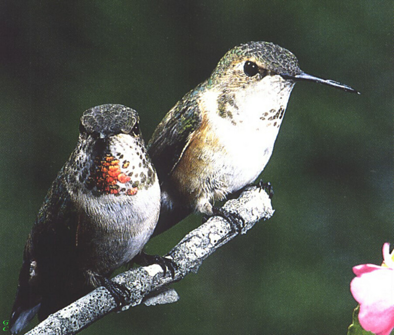 [GrayCreek Hummingbirds] Rufous Hummingbird female & juvenile (Selasphorus rufus); DISPLAY FULL IMAGE.