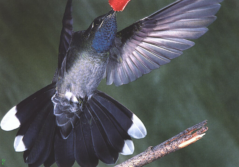 [GrayCreek Hummingbirds] Blue-throated Hummingbird male (Lampornis clemenciae); DISPLAY FULL IMAGE.