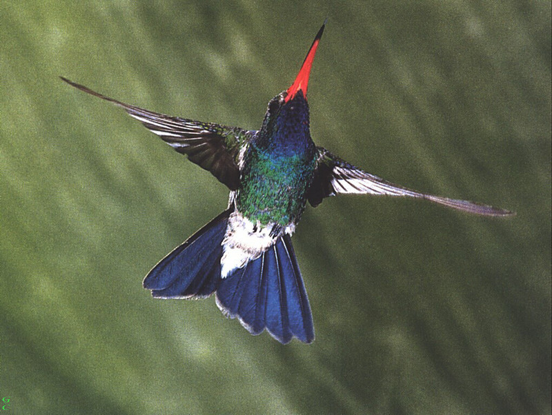 [GrayCreek Hummingbirds] Broad-billed Hummingbird male (Cynanthus latirostris); DISPLAY FULL IMAGE.