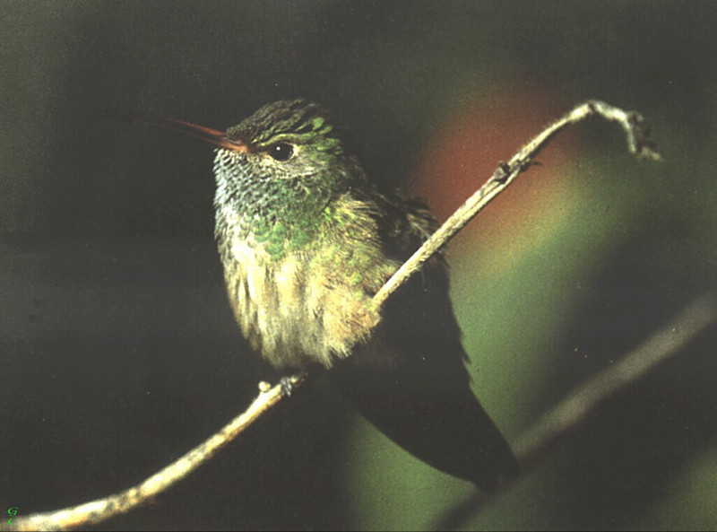 [GrayCreek Hummingbirds] Buff-bellied Hummingbird (Amazilia yucatensis); DISPLAY FULL IMAGE.