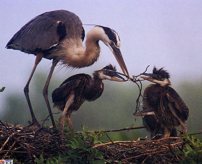 [GrayCreek Scan - North American Wildlife] Great Blue Herons; chicks on nest = great blue heron (Ardea herodias); DISPLAY FULL IMAGE.