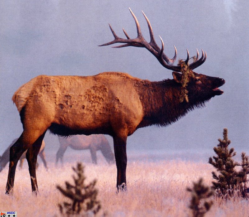 [GrayCreek Scan - North American Wildlife] Bull Elk; DISPLAY FULL IMAGE.