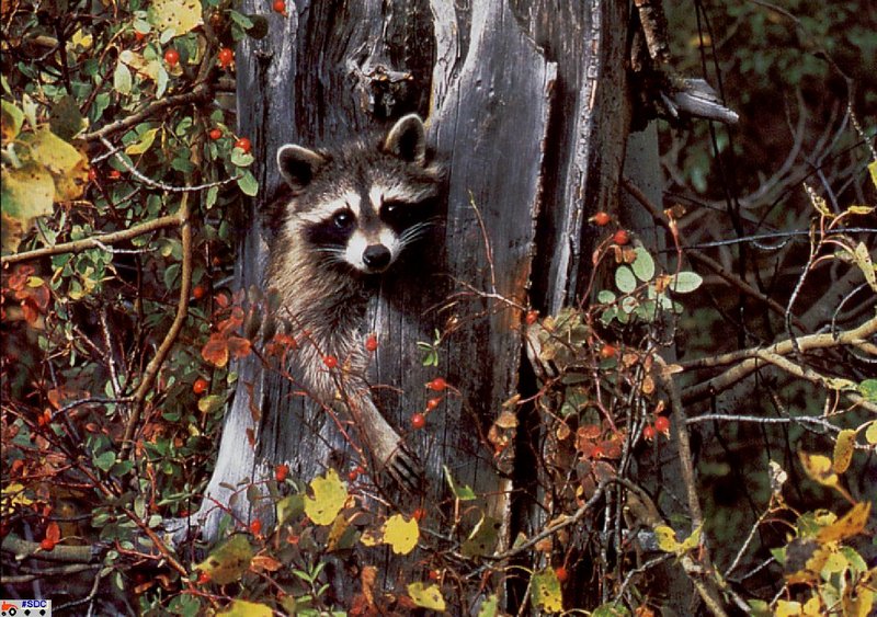 [GrayCreek Scan - North American Wildlife] Raccoon; DISPLAY FULL IMAGE.