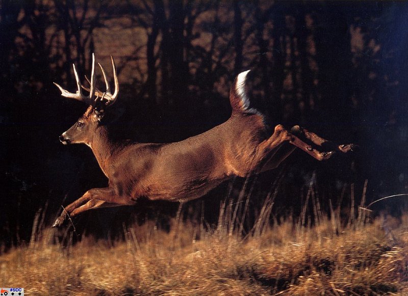 [GrayCreek Scan - North American Wildlife] Whitetail Deer (Buck); DISPLAY FULL IMAGE.