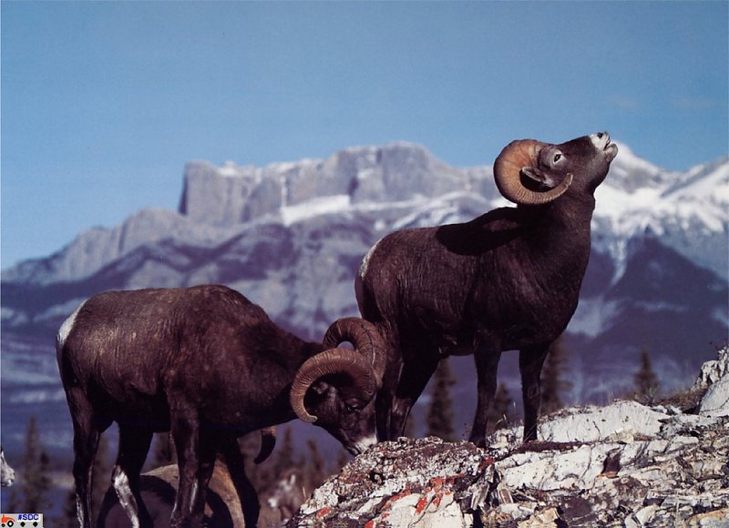 [GrayCreek Scan - North American Wildlife] Bighorn Sheep; DISPLAY FULL IMAGE.