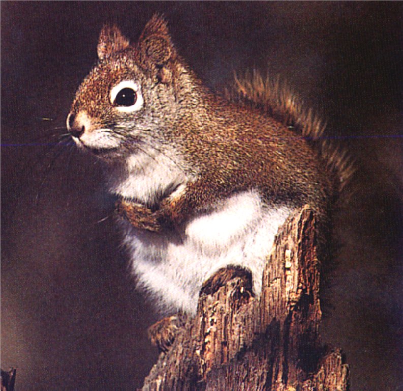 [GrayCreek Scan - North American Wildlife] Red Squirrel; DISPLAY FULL IMAGE.