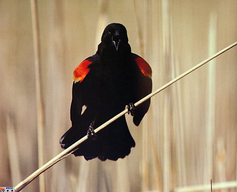[GrayCreek Scan - North American Wildlife] Red-winged Blackbird; DISPLAY FULL IMAGE.