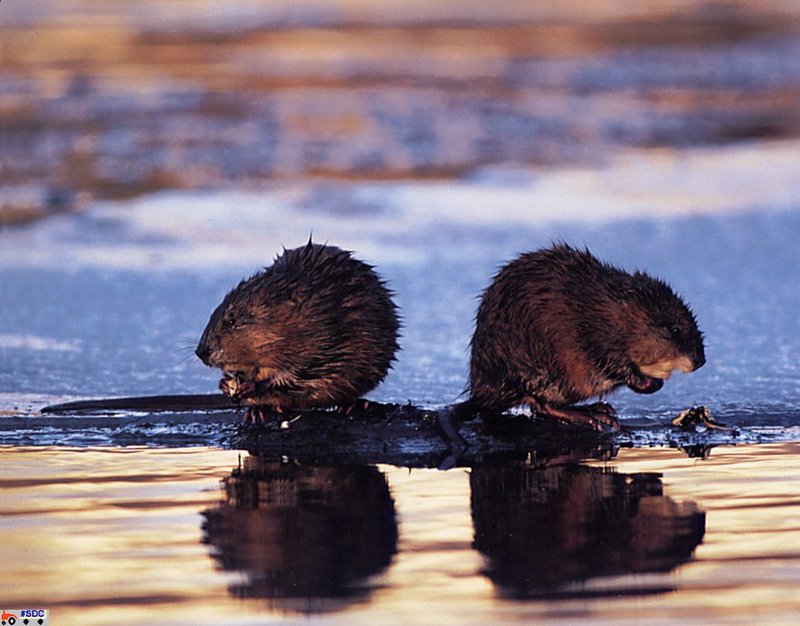 [GrayCreek Scan - North American Wildlife] Muskrat; DISPLAY FULL IMAGE.