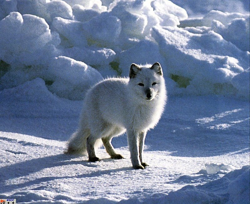 [GrayCreek Scan - North American Wildlife] Artic Fox; DISPLAY FULL IMAGE.