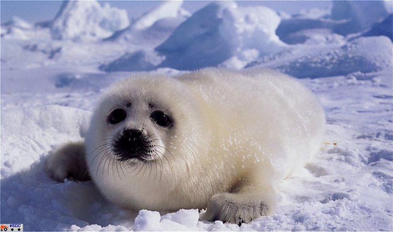 [GrayCreek Scan - North American Wildlife] Harp Seal; DISPLAY FULL IMAGE.