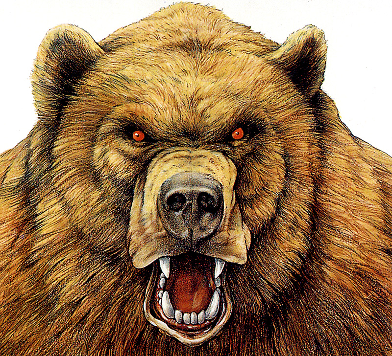 [zFox SDC Illustrations IS09] Jack Graber - Brown Bear; DISPLAY FULL IMAGE.