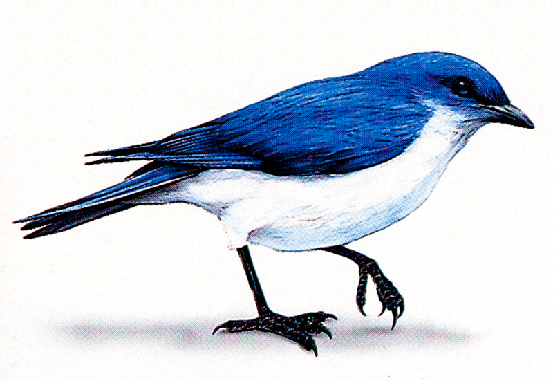 [zFox SDC Illustrations IS09] Jack Graber - Mountain Bluebird?; DISPLAY FULL IMAGE.