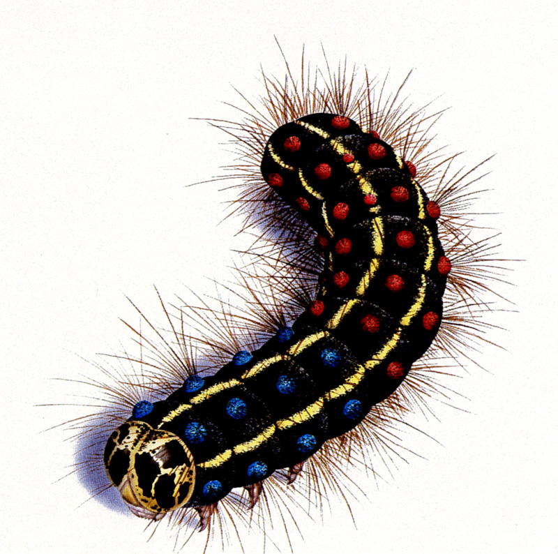 [zFox SDC Illustrations IS09] Tony Nixon - Moth Caterpillar; DISPLAY FULL IMAGE.