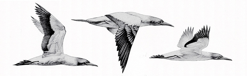 [zFox SDC Illustrations IS09] Harry R. Davis - Northern Gannet; DISPLAY FULL IMAGE.