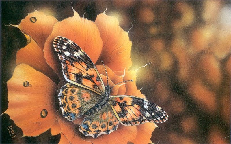 [Xaya scan] Painted Lady Butterfly on Rose; DISPLAY FULL IMAGE.