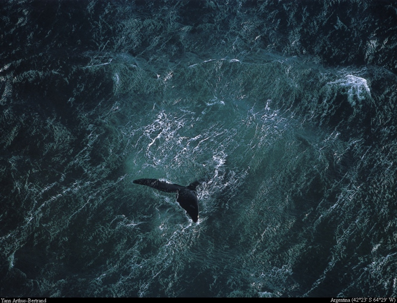 [B14 SLR: Yann Arthus-Bertrand] Whale off the Vald??s Peninsula; DISPLAY FULL IMAGE.
