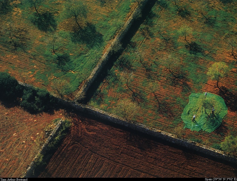 [B14 SLR: Yann Arthus-Bertrand] Almond harvesting on the island of Majorca; DISPLAY FULL IMAGE.