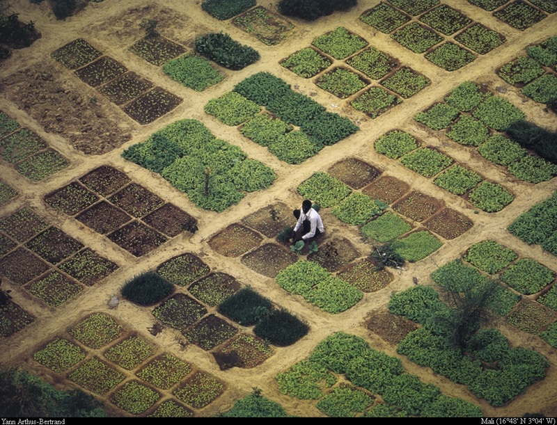 [B14 SLR: Yann Arthus-Bertrand] Market gardening in the outskirts of Timbuktoo; DISPLAY FULL IMAGE.