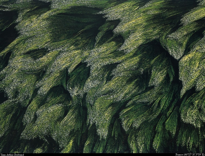 [B14 SLR: Yann Arthus-Bertrand] Subaquatic vegetation in the Loire river; DISPLAY FULL IMAGE.