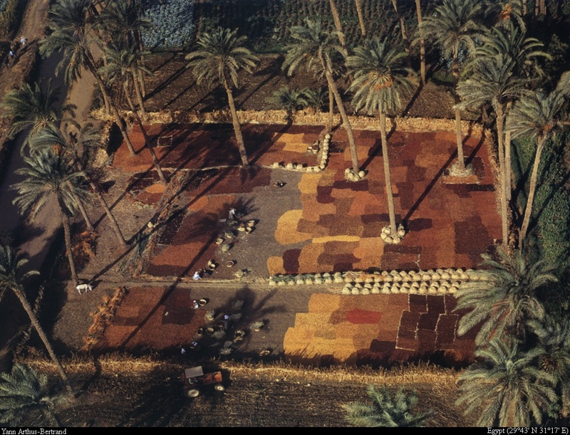 [B14 SLR: Yann Arthus-Bertrand] Dates drying in a palm grove south of Cairo; DISPLAY FULL IMAGE.