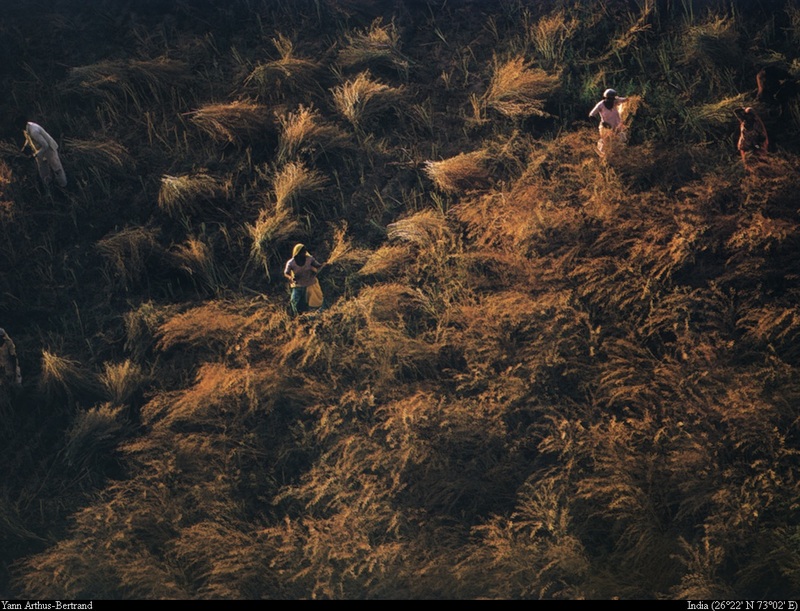 [B14 SLR: Yann Arthus-Bertrand] Farm workers north of Jodhpur; DISPLAY FULL IMAGE.