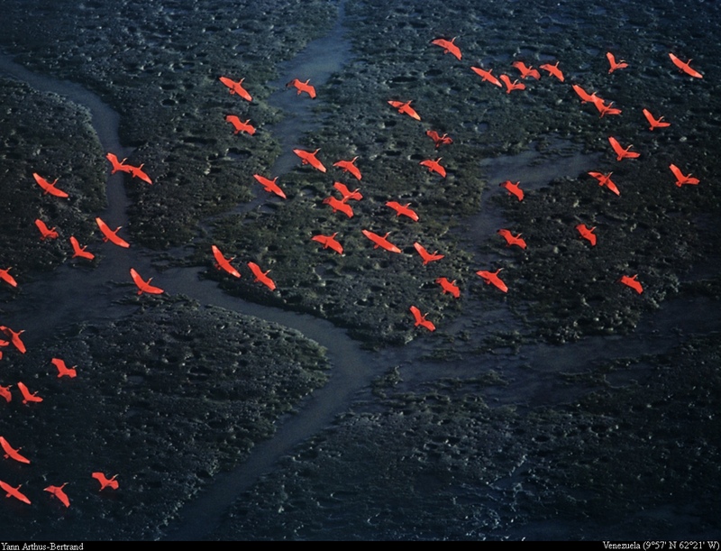[B14 SLR: Yann Arthus-Bertrand] Flight of scarlet ibises near Pedernales; DISPLAY FULL IMAGE.