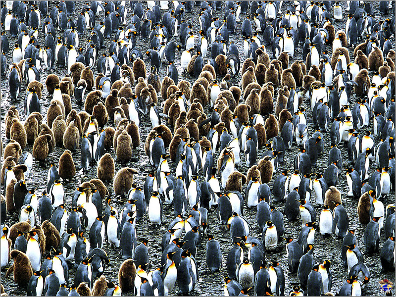 [Lotus Visions SWD] King Penguins, South Georgia; DISPLAY FULL IMAGE.