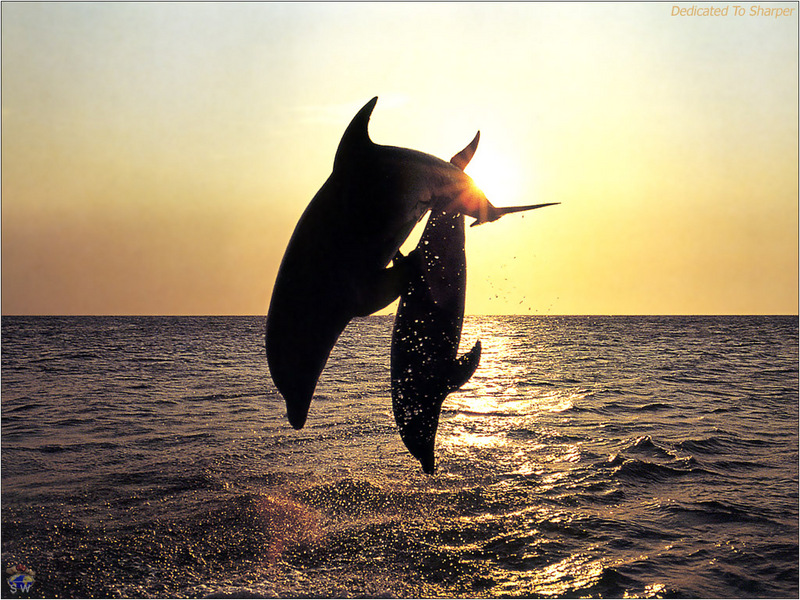 [Lotus Visions SWD] Bottlenose Dolphins, Honduras; DISPLAY FULL IMAGE.