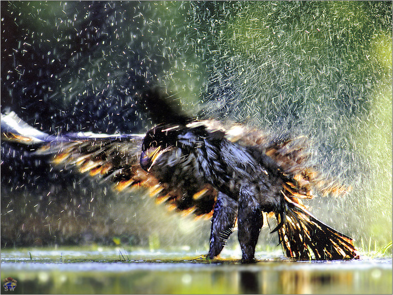 [Lotus Visions SWD] Immature Bald Eagle, Banff National Park, Canada; DISPLAY FULL IMAGE.