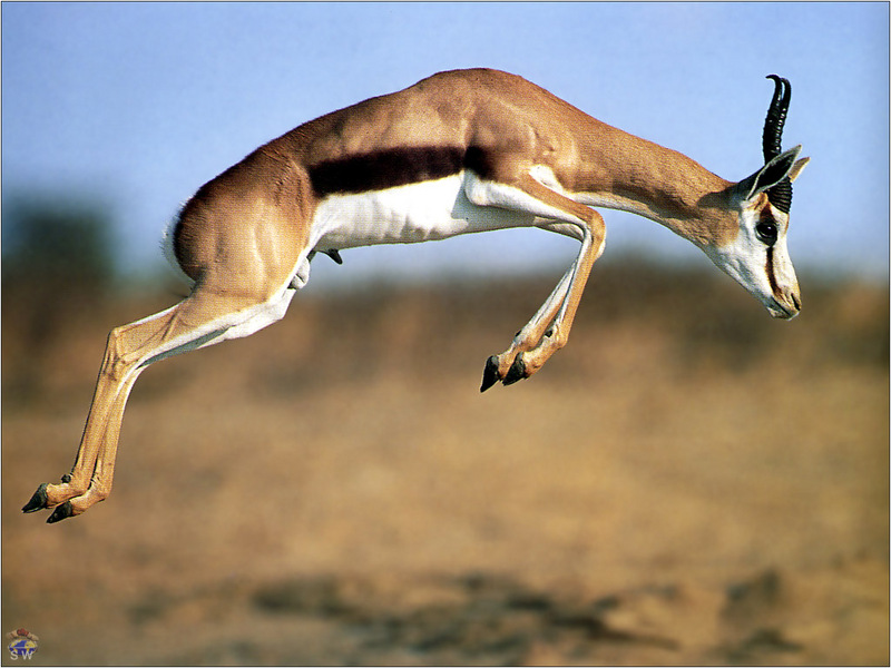 [Lotus Visions SWD] Leaping Springbok, Kalahari; DISPLAY FULL IMAGE.