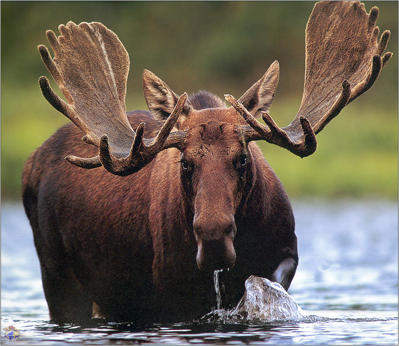 [Lotus Visions SWD] Moose, Idaho, USA; DISPLAY FULL IMAGE.