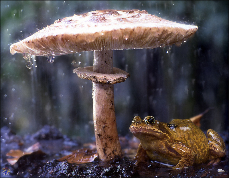 [Lotus Visions SWD] Sheltering Frog, Netherlands; DISPLAY FULL IMAGE.