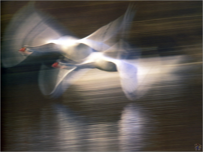 [Lotus Visions SWD] Mute Swans, Germany; DISPLAY FULL IMAGE.