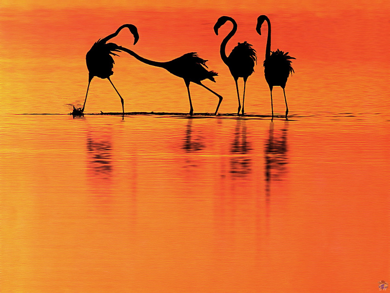 [Lotus Visions SWD] Flamingoes, Bahrain; DISPLAY FULL IMAGE.