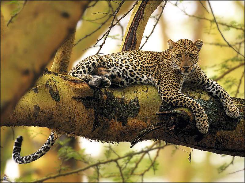 [Lotus Visions SWD] African Leopard, Lake Nakuru National Park, Kenya; DISPLAY FULL IMAGE.