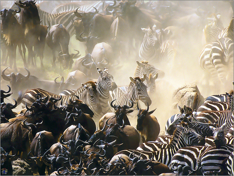[Lotus Visions SWD] Plain Zebras And Wildebeests, South Africa; DISPLAY FULL IMAGE.