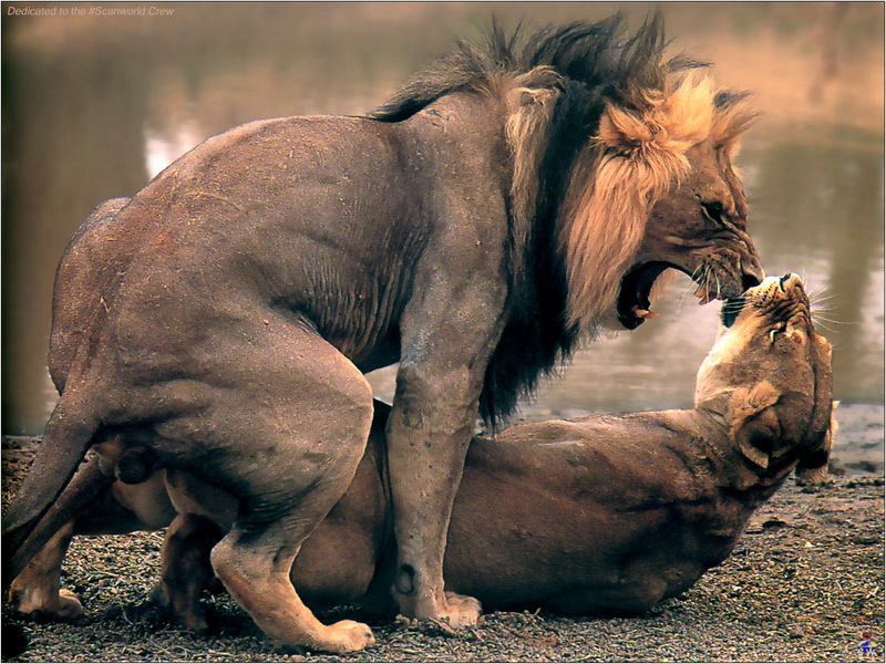 [Lotus Visions SWD] African Lions mating, Kalahari; DISPLAY FULL IMAGE.