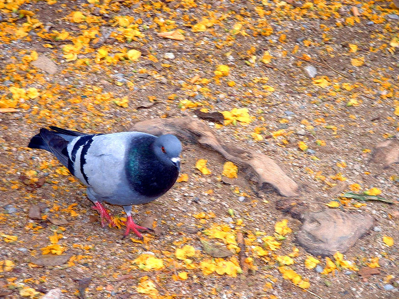 [ls_Fotografia] Barcelona - Parque Guell - Pigeon; DISPLAY FULL IMAGE.