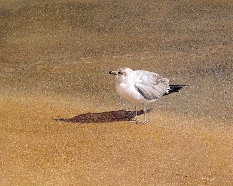 [Animal Art - Nancy Noel] The Seagull; DISPLAY FULL IMAGE.