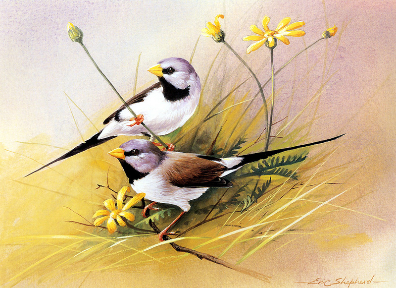 [Flowerchild scan] Eric Shepherd - 2002 Australian Birds Calendar - Long-tailed Finch; DISPLAY FULL IMAGE.