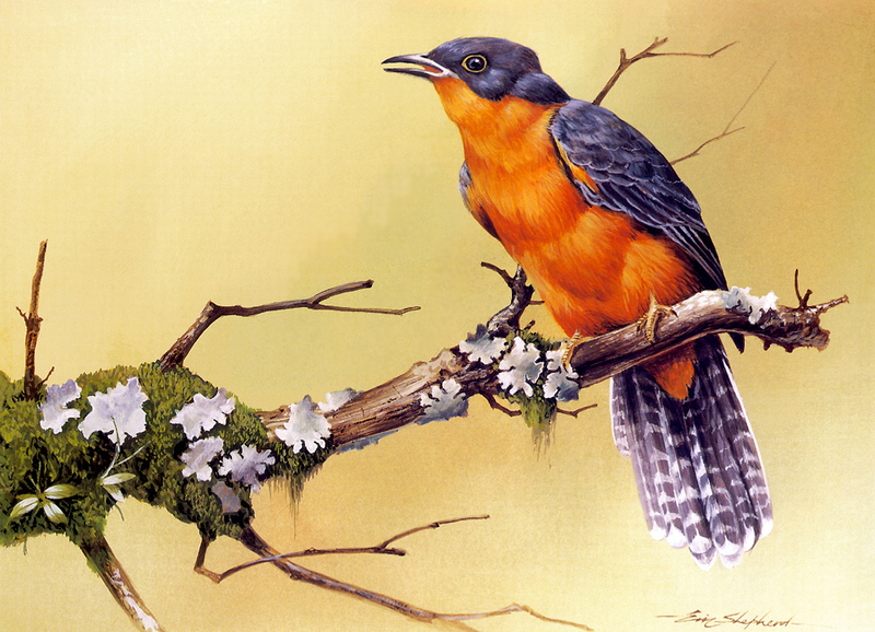 [Flowerchild scan] Eric Shepherd - 2002 Australian Birds Calendar - Chestnut-breasted Cuckoo; DISPLAY FULL IMAGE.