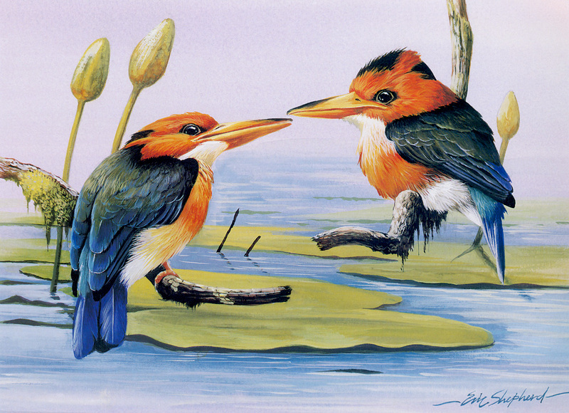 [Flowerchild scan] Eric Shepherd - 2002 Australian Birds Calendar - Yellow-billed Kingfisher; DISPLAY FULL IMAGE.